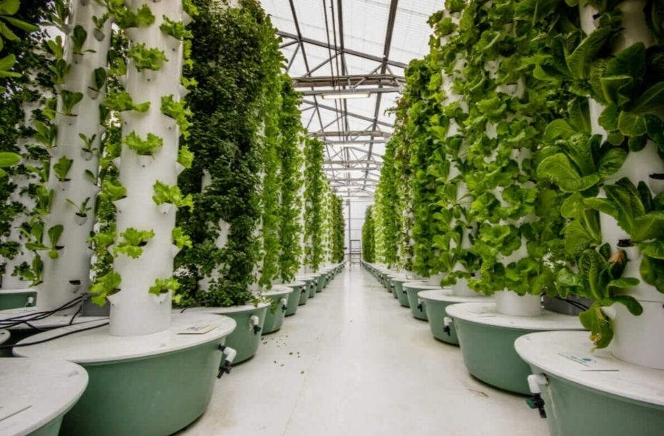 Aeroponic Farming: Harnessing Innovation for a Sustainable Food&nbsp;Future