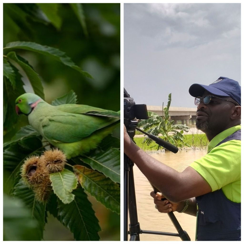 Parrots on the Brink: Nigeria’s Forgotten Feathered Friends