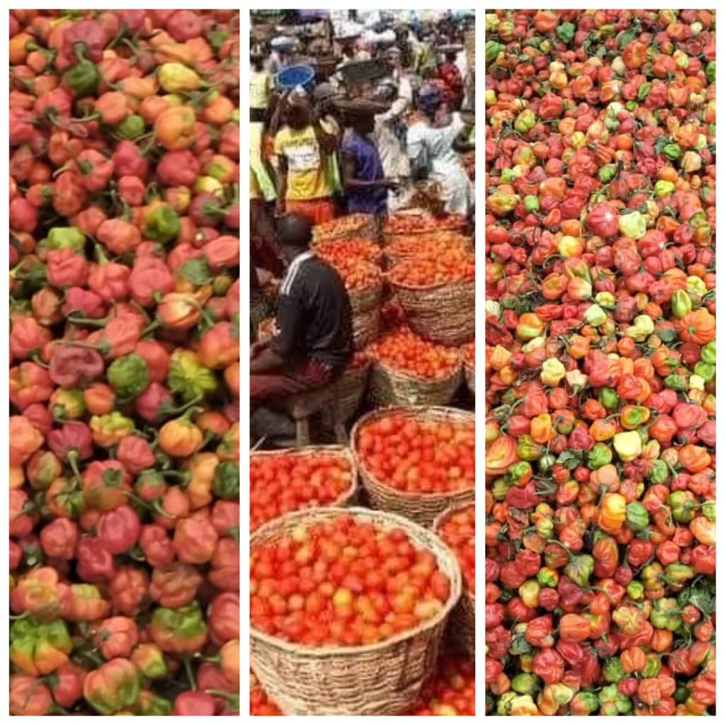 Pepper & Tomatoes: Sweet Taste, Toxic Cost of Chemical Fertilizers