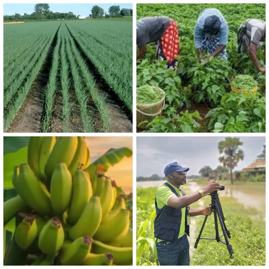 Toxic Threats: Resisting GMOs and Chemicals in Nigeria’s Agriculture
