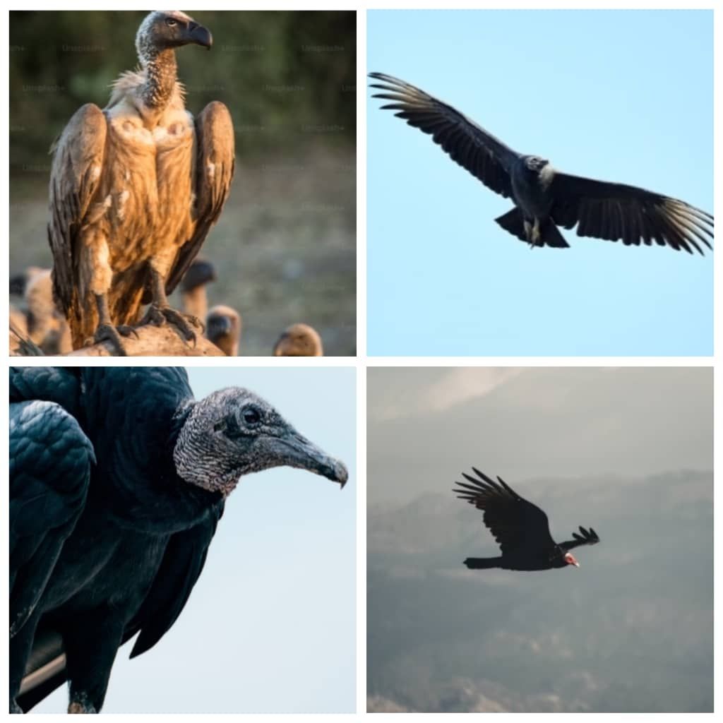 The Looming Extinction of Vultures: A Threat to Human Health, Environment, and Economy