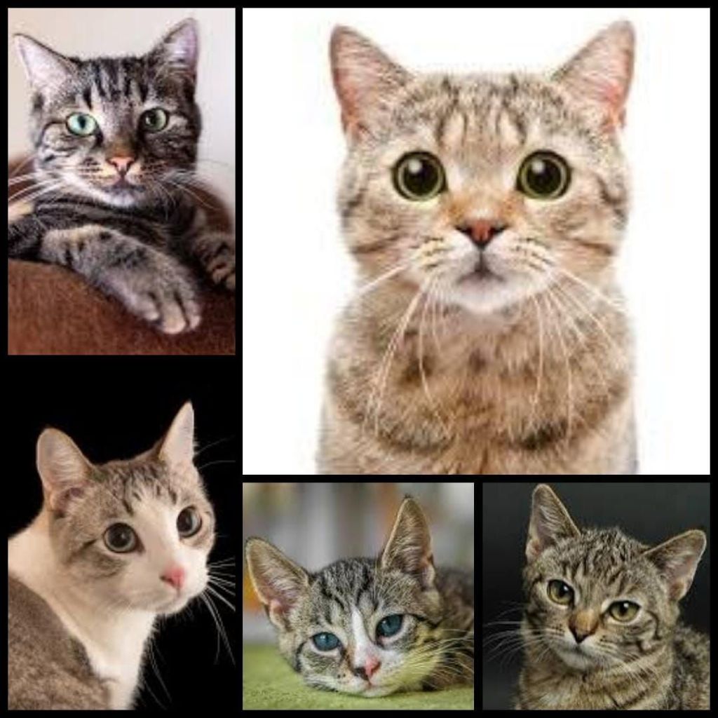 Purrfect Protectors: The Hidden Benefits of Cats