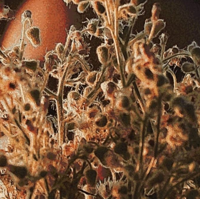 The Hidden Dangers of Agricultural Pollution: A Call to Action for a Sustainable Future