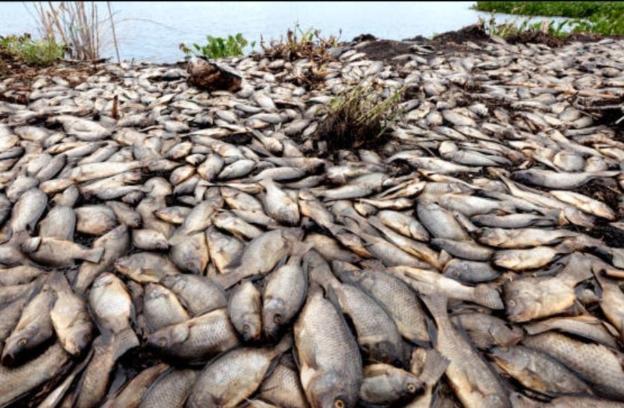 The Silent Killer in Kaduna’s Waters: Uncovering the Devastating Impact of Human Activities on Aquatic&nbsp;Life